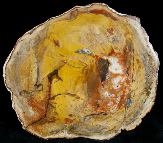 Beautiful Araucaria Petrified Wood Slab - x #6762